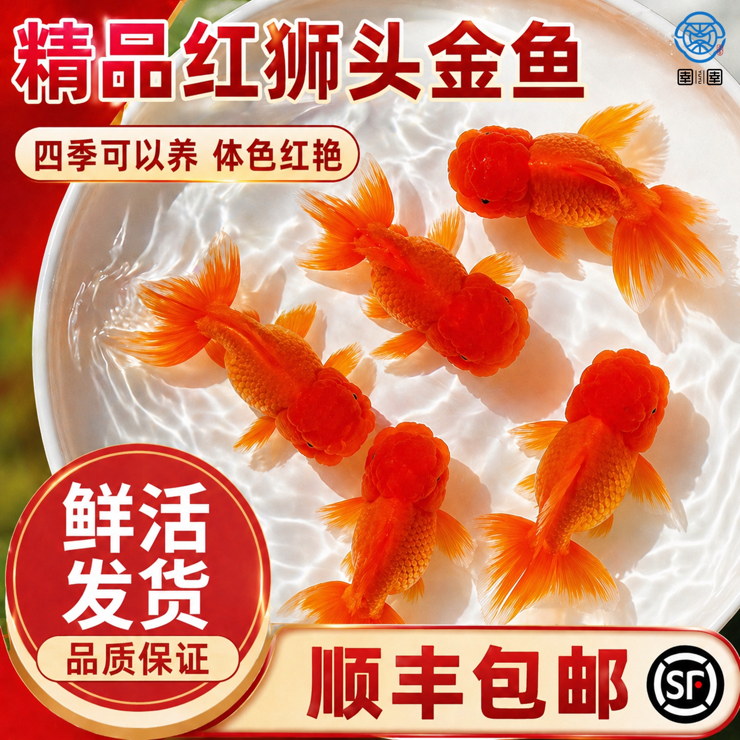 红狮金鱼国师龙晴冷水淡水小金鱼活鱼锦鲤家好养耐活自来水观赏鱼