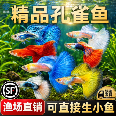 精品纯种大尾巴孔雀鱼活鱼怀孕母临产小型热带精品凤尾鱼苗观赏鱼