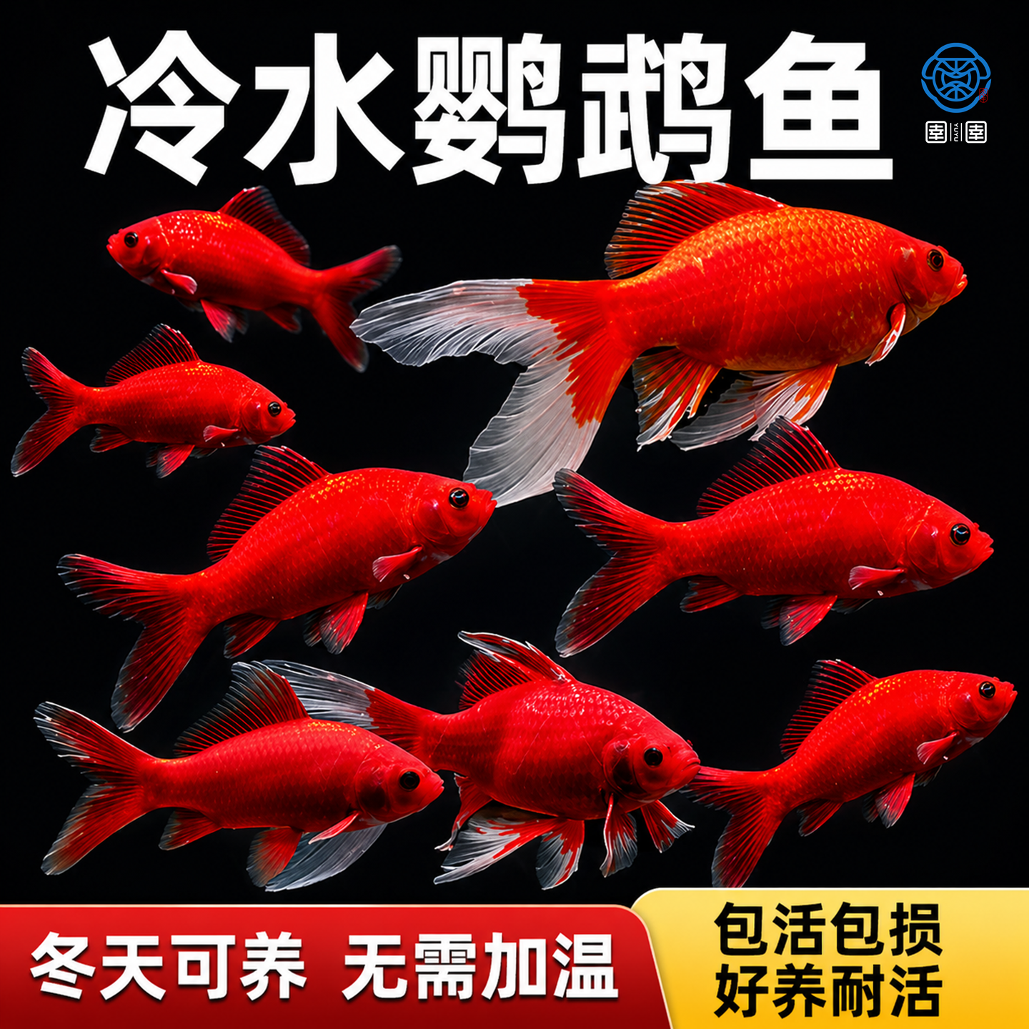 冷水鹦鹉鱼红鱼淡水好养易活冷水鱼苗观赏鱼活鱼草金金鱼耐活锦鲤