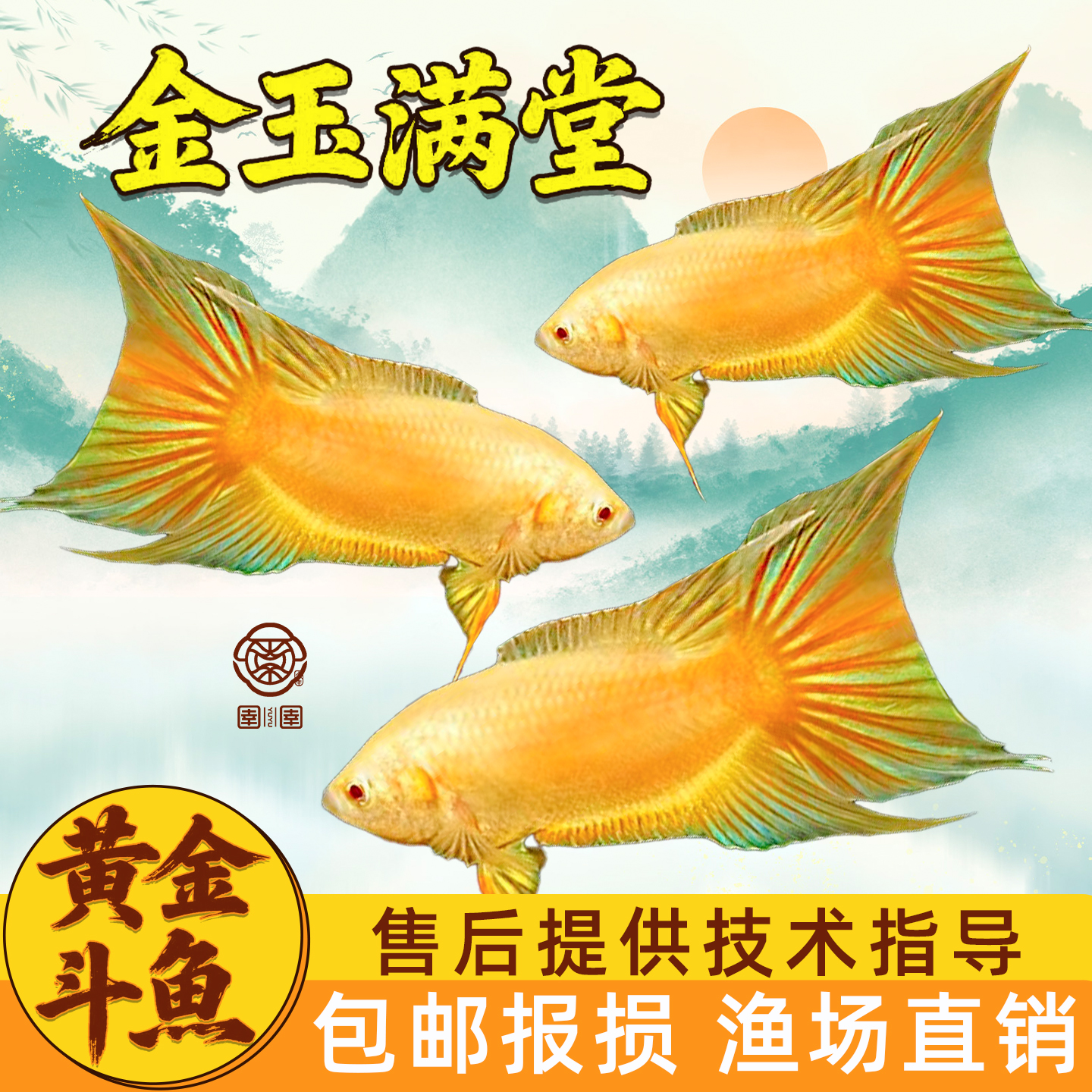中国斗鱼黄金玄黄招财鱼观赏鱼小型冷水淡水鱼好养耐活免加温鱼苗