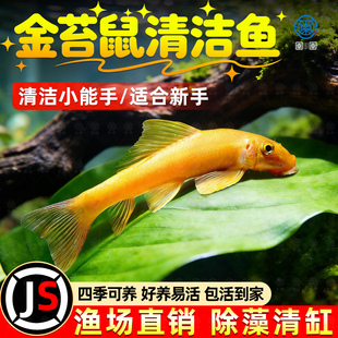 清苔鼠金苔鼠鱼热带观赏鱼清道夫鼠鱼鱼缸除藻鱼清洁鱼活鱼工具鱼