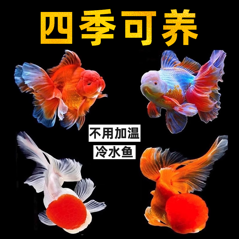 金鱼活鱼观赏鱼兰寿鸿运当头泰狮狮子头淡水好养耐活冷水鱼草金鱼