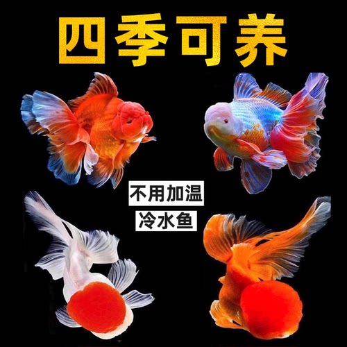 金鱼活鱼观赏鱼兰寿鸿运当头泰狮狮子头淡水好养耐活冷水鱼草金鱼