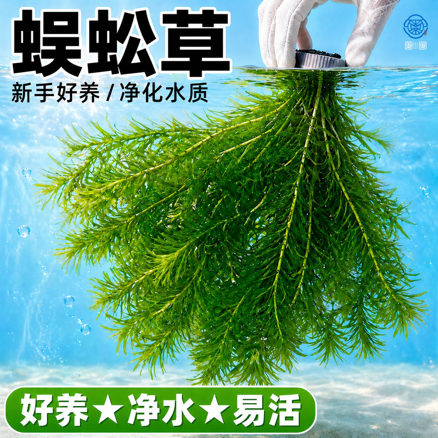 蜈蚣草水草植物养龟鱼缸造景鱼草缸净水绿植新手养鱼绿菊后景草