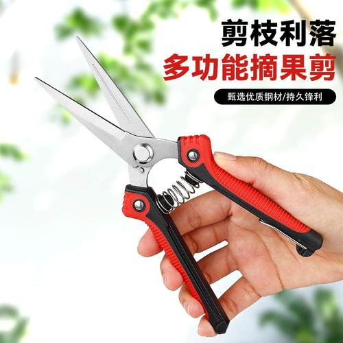 果树剪刀剪枝不锈钢尖头摘果剪修枝剪果枝蔬果剪花艺剪现货