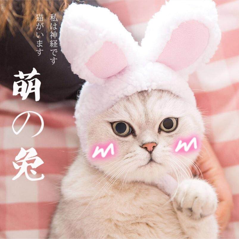 兔子宠物头套猫咪帽子可爱猫猫狗狗装饰品宠物用品帽子创意