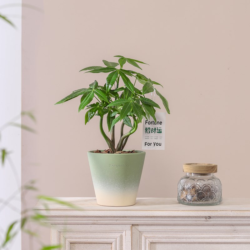 发财树盆栽花卉绿植室内客厅胡椒木桌面好养植物招财卷福招财盆景
