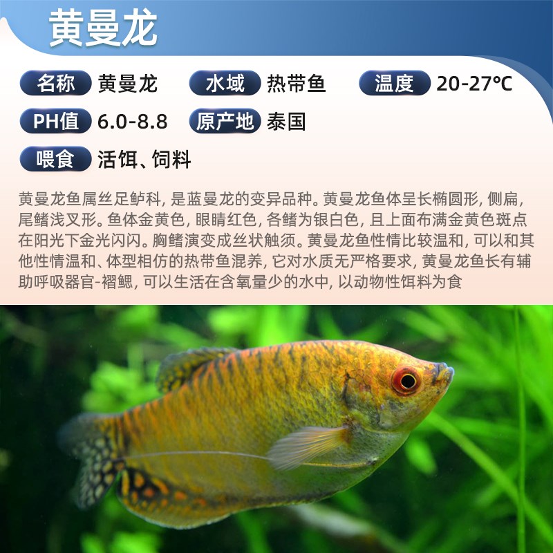 黄曼龙热带鱼淡水鱼不打氧小型观赏鱼曼龙鱼金蓝曼龙鱼好养耐活