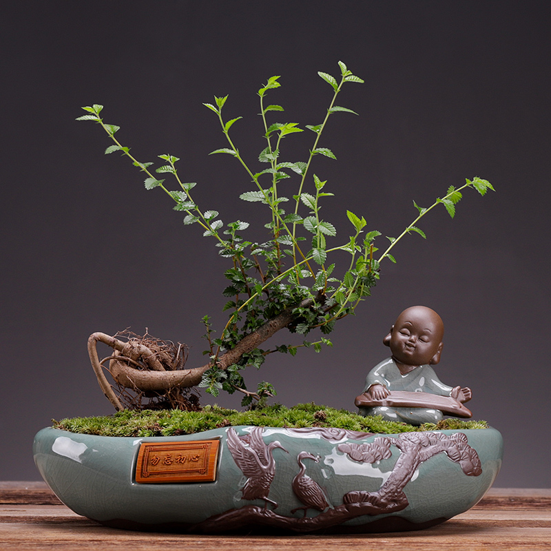 发财树盆栽植物小叶榆树绿植盆景好养树室内桌面大型客厅招财摆件