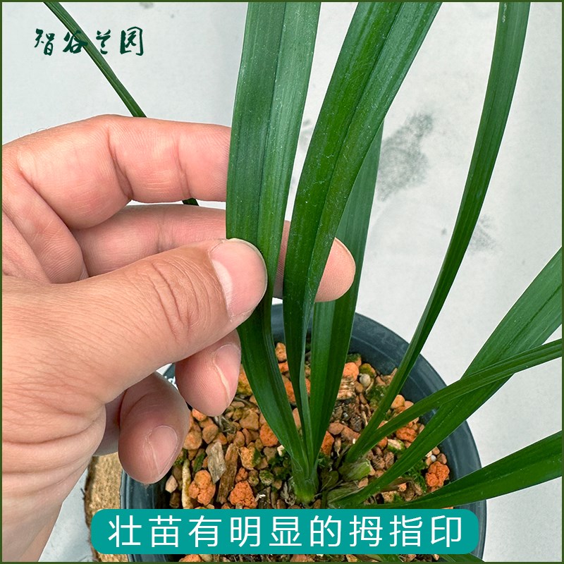 名贵老品种兰花建兰墨宝八大红花之首仙山红满堂红黄光登梅绿光登