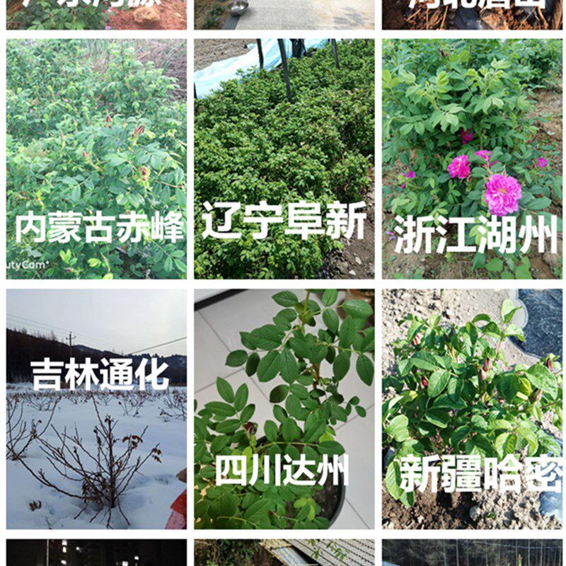 山东平阴县玫瑰镇食用玫瑰花苗可食用重瓣玫瑰庭院嫁接苗 可盆栽