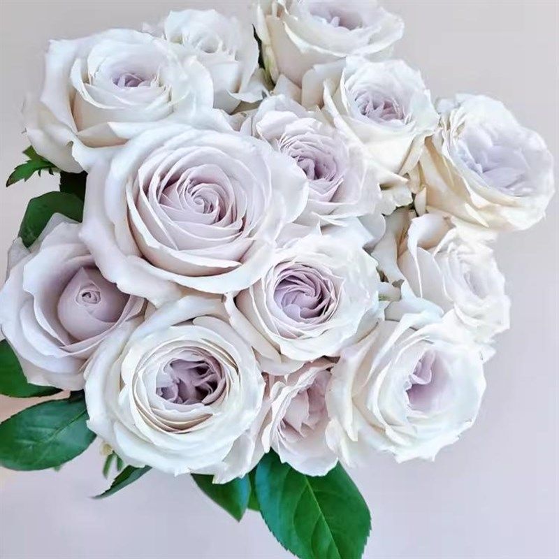 银色衬裙月季花苗开花玫瑰小苗四季盆栽花卉爬藤植物蔷薇树苗绿植,鲜花速递/花卉仿真/绿植园艺,月季/蔷薇/玫瑰,淘宝优惠券,粉丝福利购,淘宝优惠卷