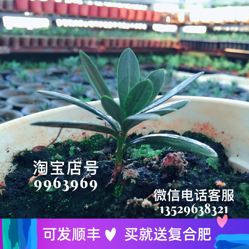 正宗大理罗汉松云南短大叶扦插苗雌株非嫁接绿植盆景素材盆栽