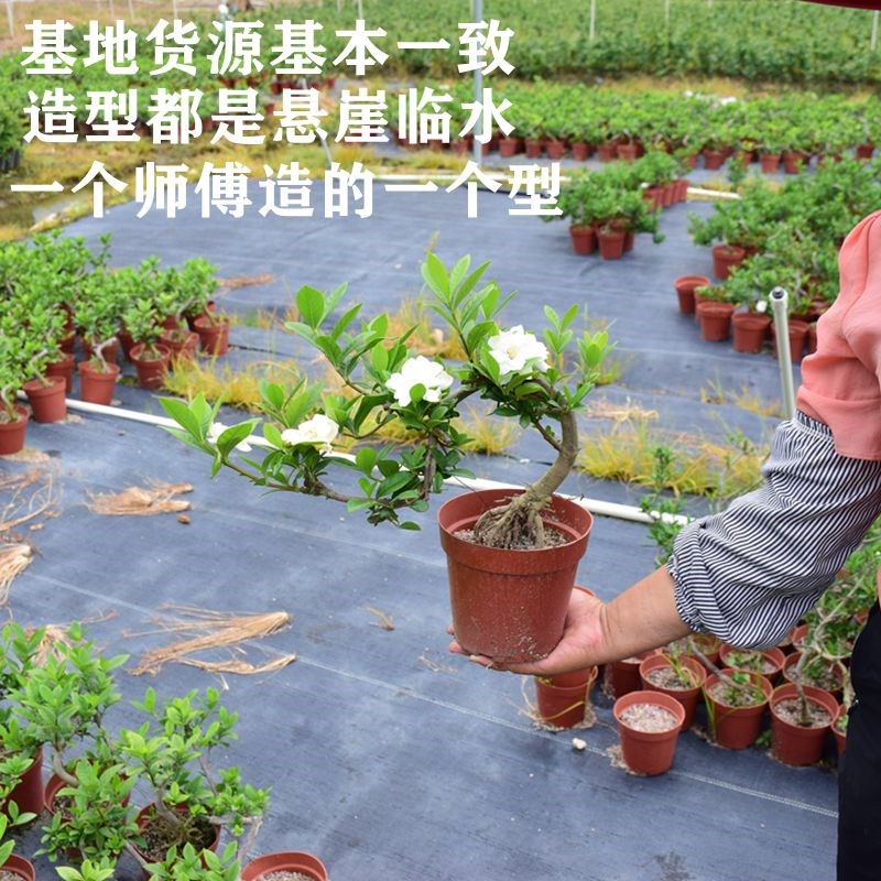 S榕树盆景植物室内室外绿植净化空气老树桩S型观茎大型小叶榕盆栽