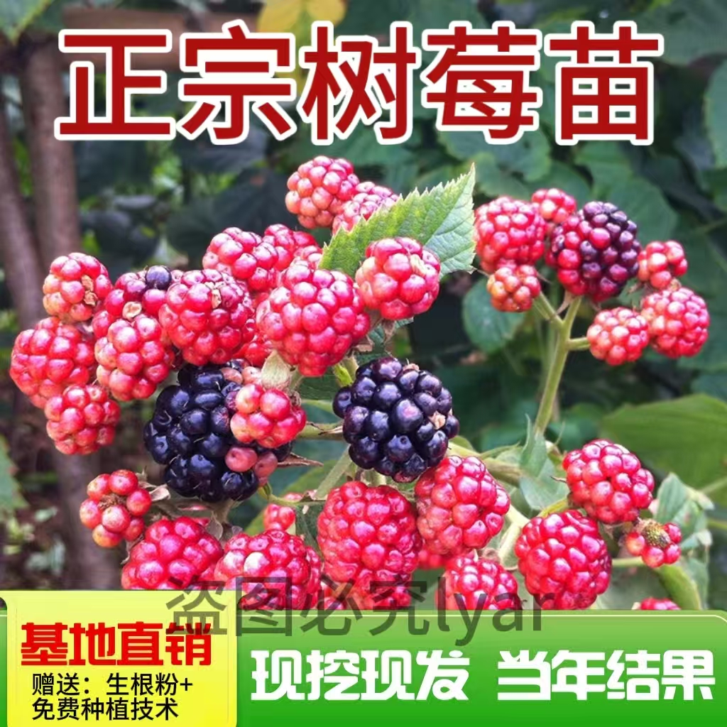 树莓苗覆盆子树苗南北方四季种植