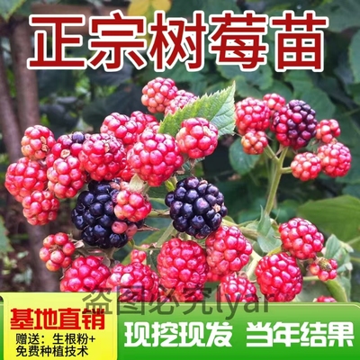 树莓苗覆盆子树苗南北方四季种植