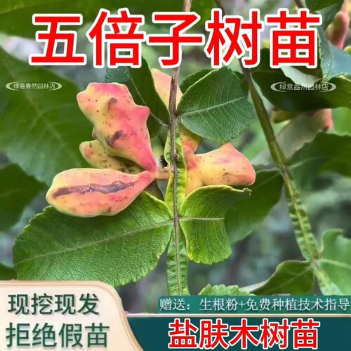 五倍子树苗中药材盐肤木蜜源树苗