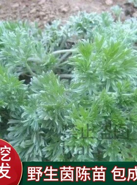 茵陈苗白蒿苗新鲜野菜中药材苗