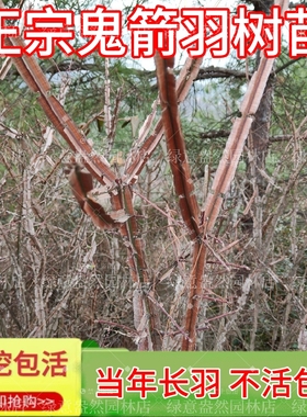 鬼见愁树苗批发鬼箭羽树苗正品家种大羽卫矛中药材苗镇宅盆景素材