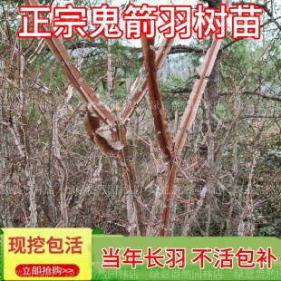 鬼见愁树苗批发鬼箭羽树苗正品家种大羽卫矛中药材苗镇宅盆景素材