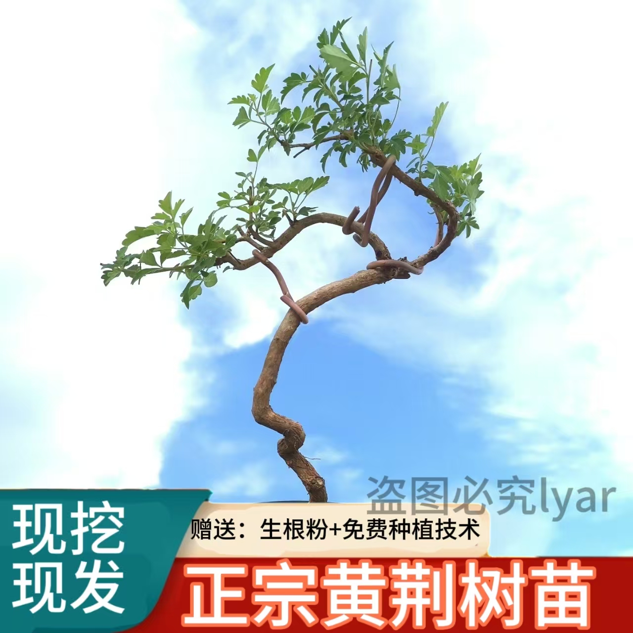 现挖黄荆树苗布惊牡荆条老桩盆景