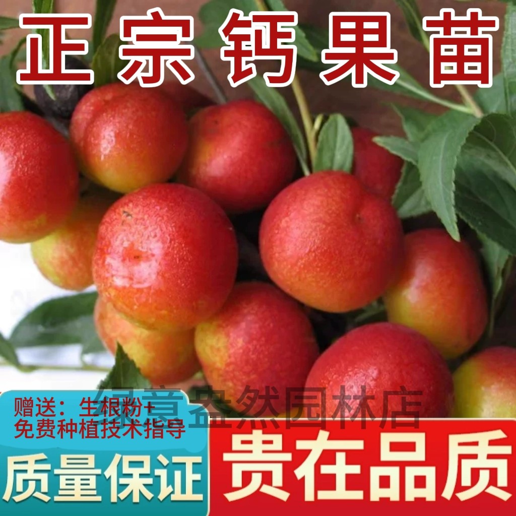 欧李果苗钙果苗鲜果中华钙果当年开花结果补钙盆栽地栽种子果树苗