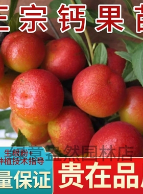 欧李果苗钙果苗鲜果中华钙果当年开花结果补钙盆栽地栽种子果树苗