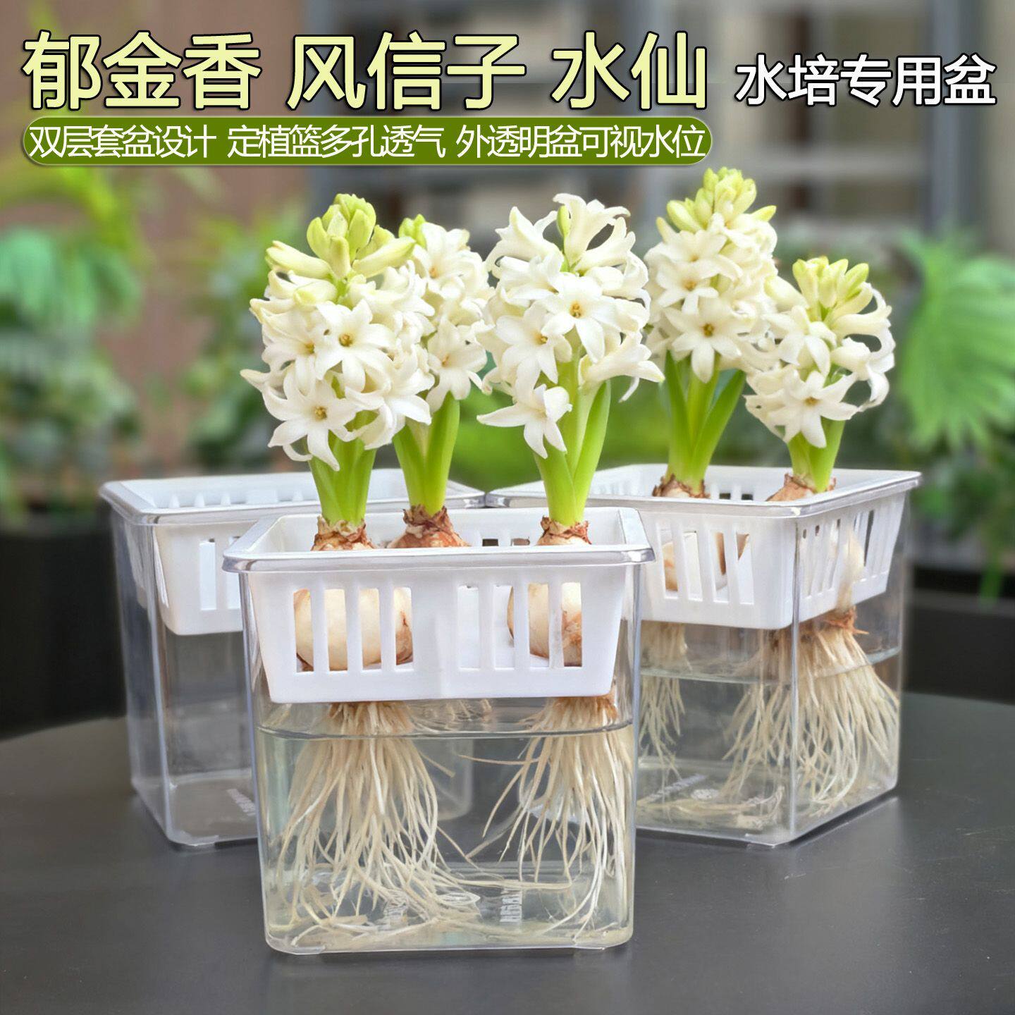 四球水仙郁金香风信子水培种植盒透明可视定植篮简约水培植物花盆