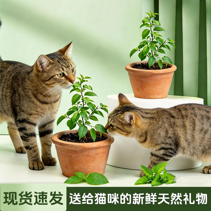 猫玩具木天蓼盆栽猫咪树苗幼苗猫咪啃咬耐磨植物磨牙棒猫薄荷