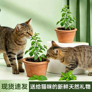 猫玩具木天蓼盆栽猫咪树苗幼苗猫咪啃咬耐磨植物磨牙棒猫薄荷