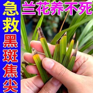 兰花专用肥料【爆芽剂】防黄叶烂根空根芽花兰草花家用营养液