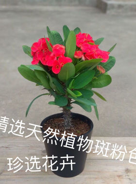 虎刺梅大叶大花斑点红植