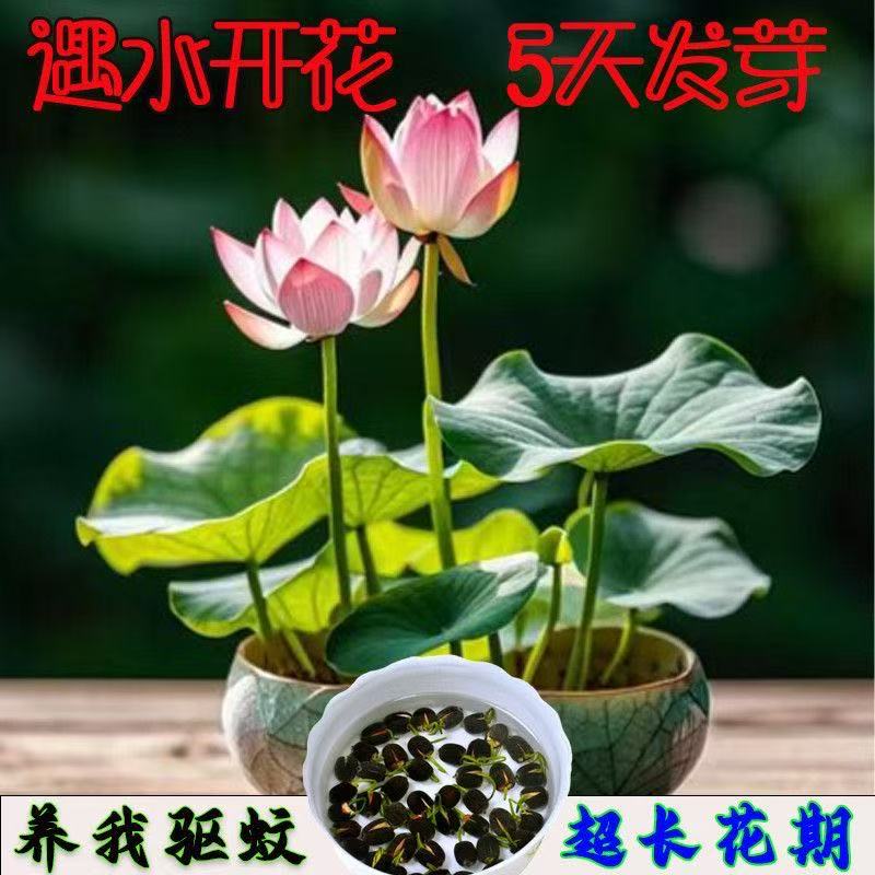 多花色水培碗莲种子已开口四季播种水培植物睡莲荷花室内绿植花卉
