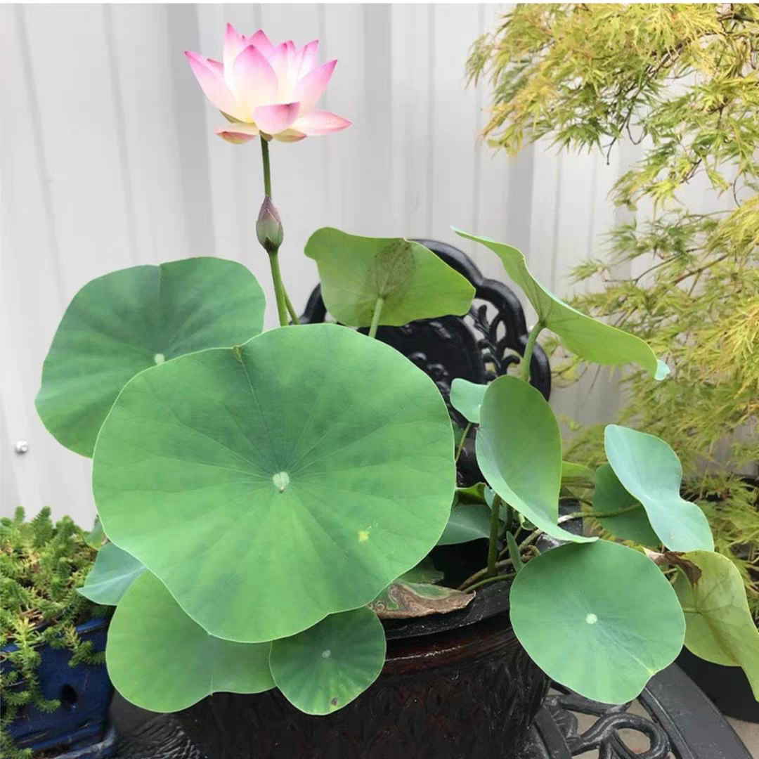 多花色水培碗莲种子已开口四季播种水培植物睡莲荷花室内绿植花卉