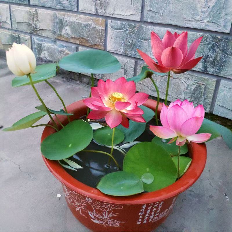 多花色水培碗莲种子已开口四季播种水培植物睡莲荷花室内绿植花卉