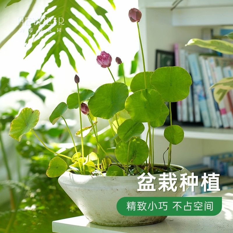 多花色水培碗莲种子已开口四季播种水培植物睡莲荷花室内绿植花卉