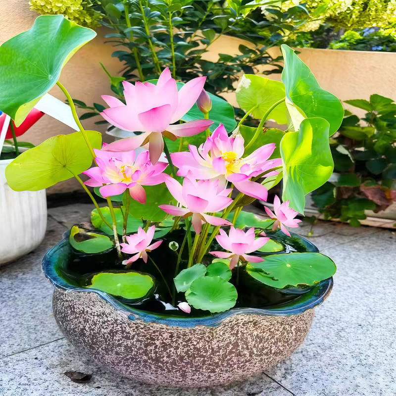 多花色水培碗莲种子已开口四季播种水培植物睡莲荷花室内绿植花卉