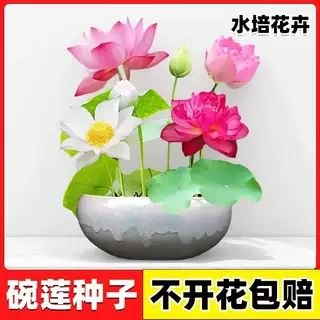 多花色水培碗莲种子已开口四季播种水培植物睡莲荷花室内绿植花卉