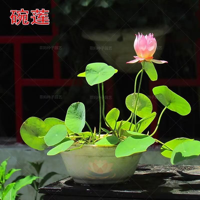 多花色水培碗莲种子已开口四季播种水培植物睡莲荷花室内绿植花卉
