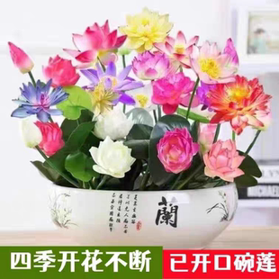 饰绿植盆栽植物户外泗季 正宗水培碗莲种子迷你莲花荷花种子装 开花