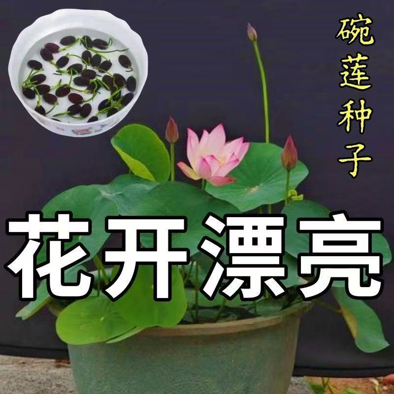 【水培开花】莲花懒人水养四季开花碗莲水培植物荷花阳台和鱼共养