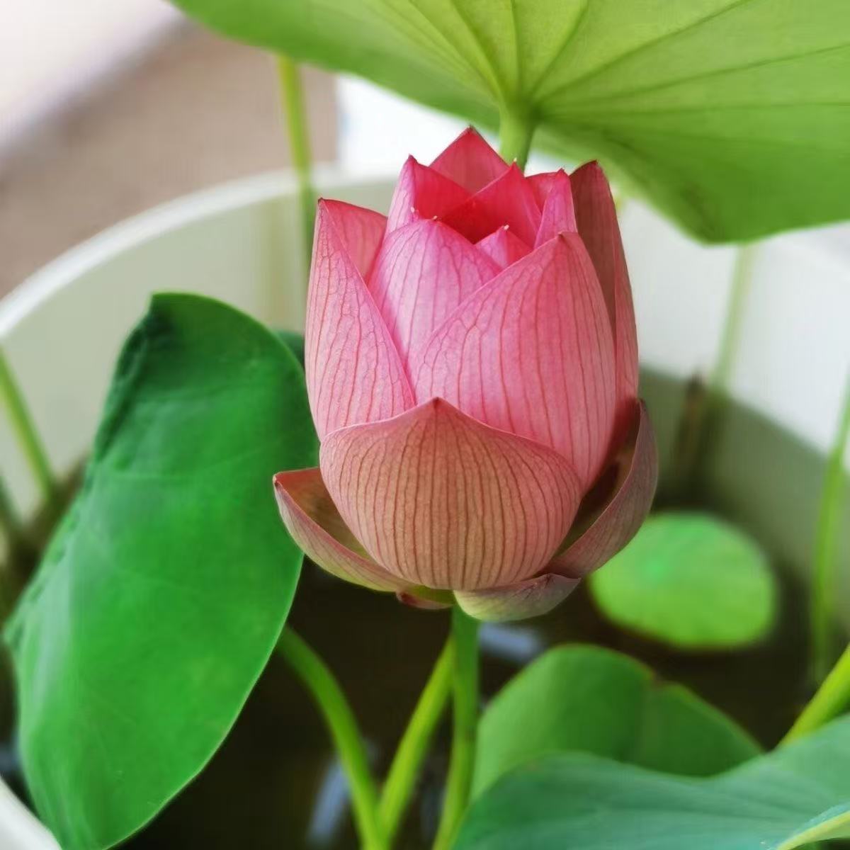 多花色水培碗莲种子已开口四季播种水培植物睡莲荷花室内绿植花卉