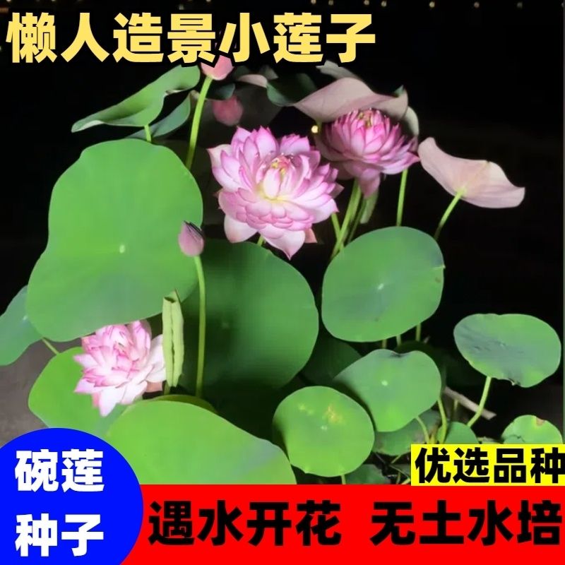 多花色水培碗莲种子已开口四季播种水培植物睡莲荷花室内绿植花卉