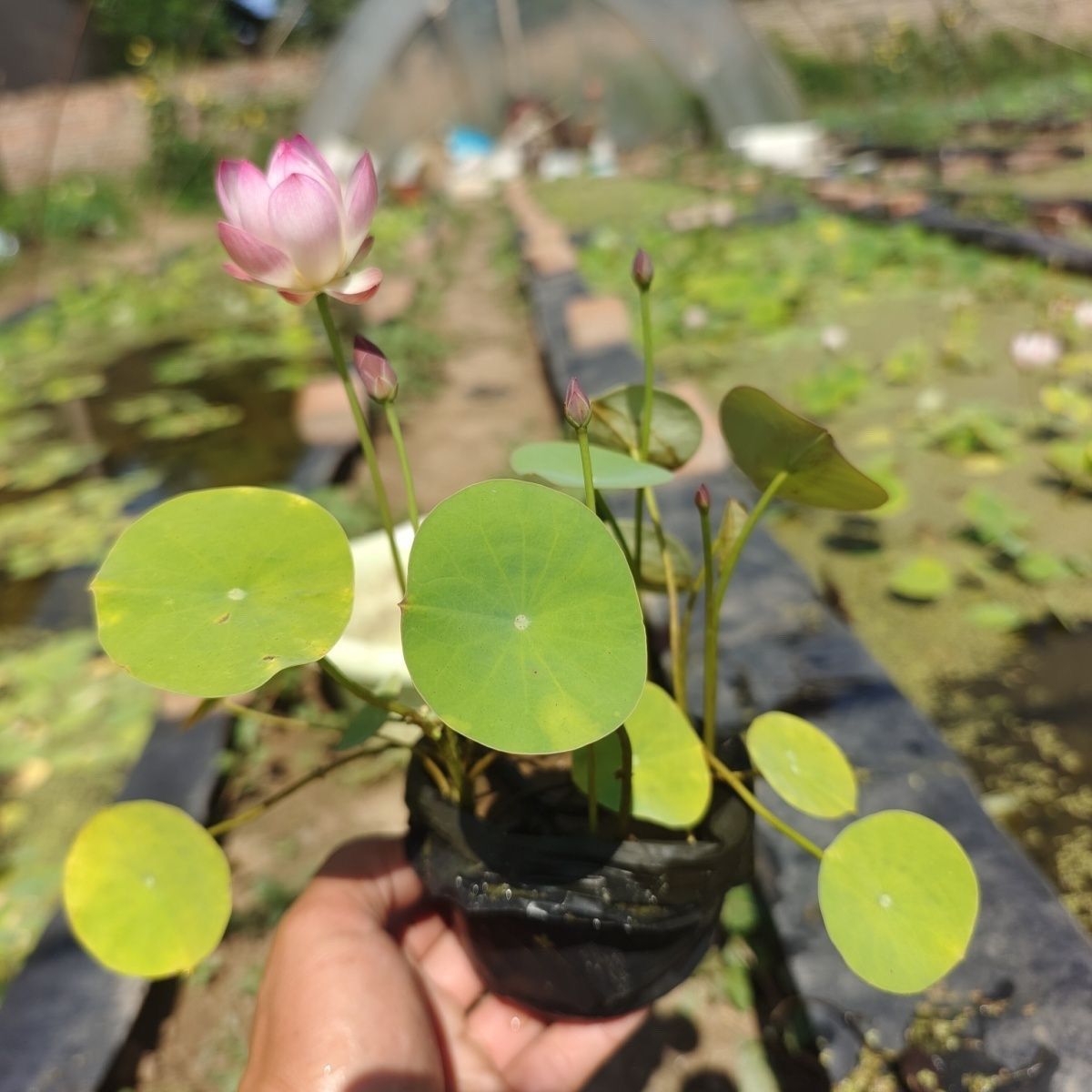 多花色水培碗莲种子已开口四季播种水培植物睡莲荷花室内绿植花卉
