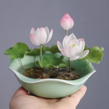 正宗水培碗莲种子迷你莲花荷花种子装饰绿植盆栽植物户外泗季开花
