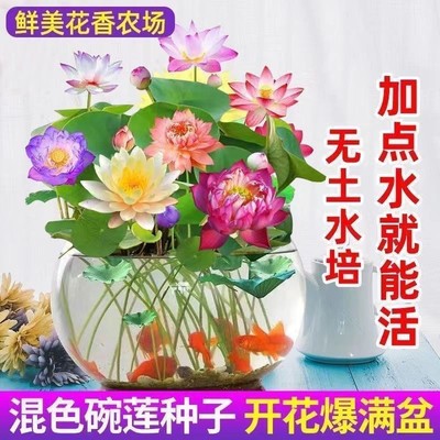 多花色水培碗莲种子已开口四季播种水培植物睡莲荷花室内绿植花卉