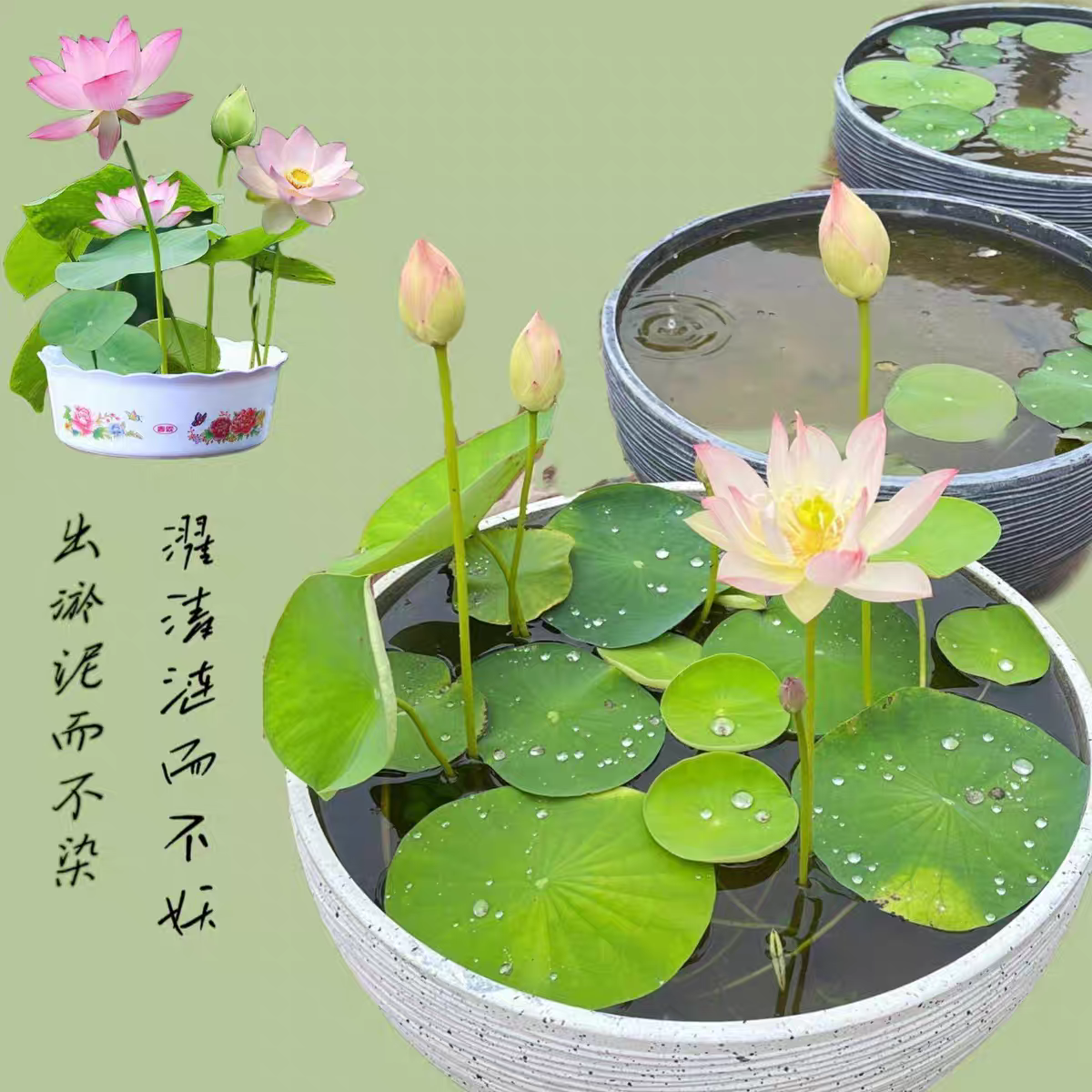 多花色水培碗莲种子已开口四季播种水培植物睡莲荷花室内绿植花卉
