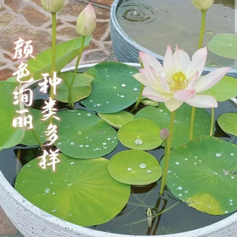 多花色水培碗莲种子已开口四季播种水培植物睡莲荷花室内绿植花卉