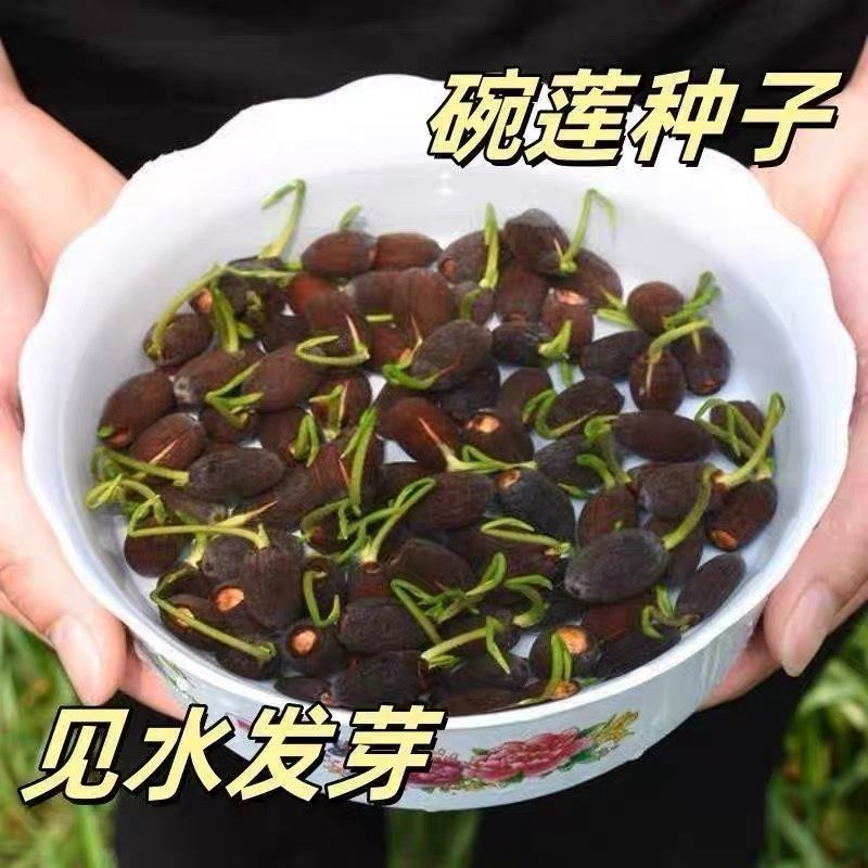 多花色水培碗莲种子已开口四季播种水培植物睡莲荷花室内绿植花卉