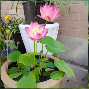 播种水培植物睡莲荷花室内绿植花卉 多花色水培碗莲种子已开口四季